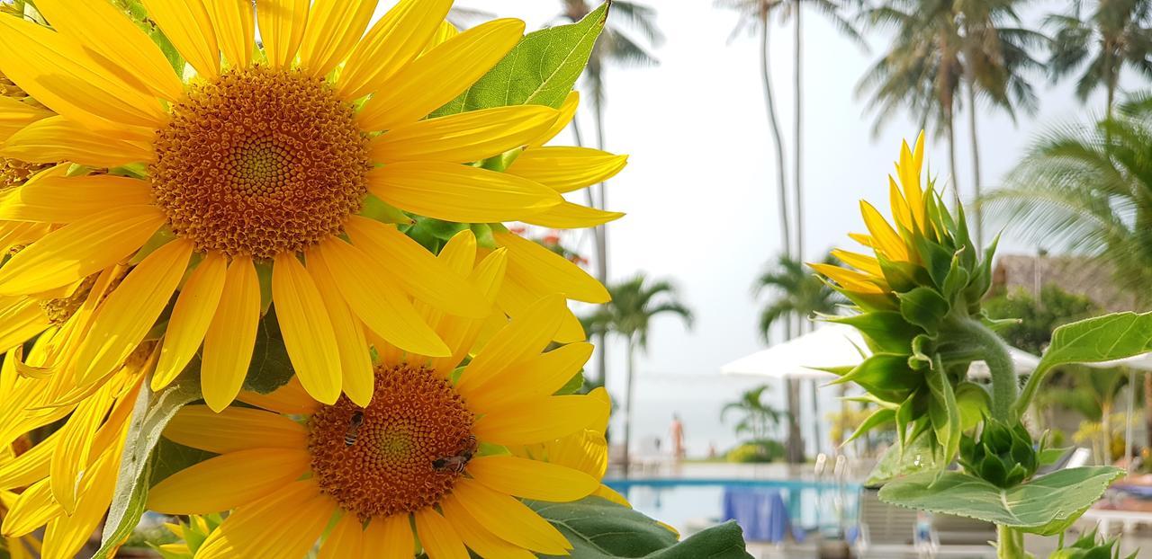 ซัน แอนด์ แซนด์ บีช โฮเต็ล สปา Hotel มุยเน่ ภายนอก รูปภาพ